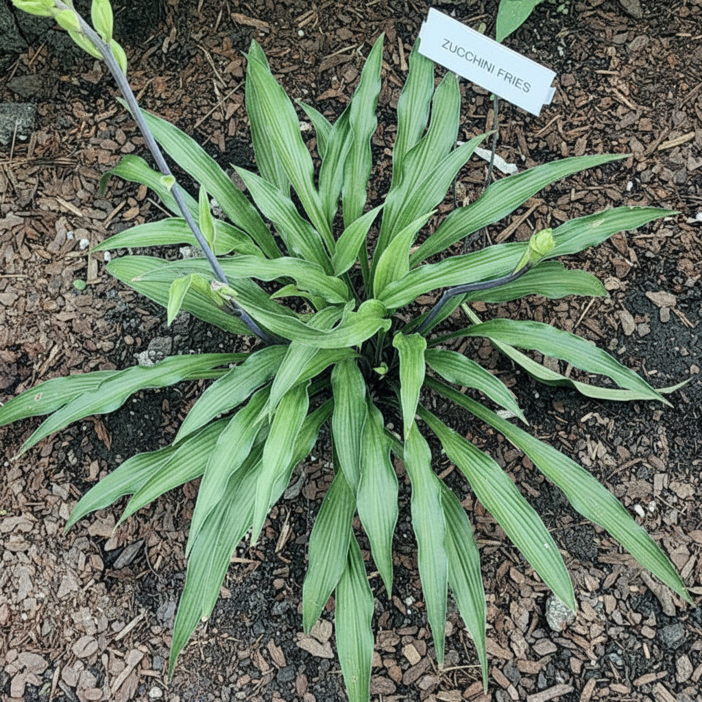 Zucchini Fries Hosta Plants online shopping