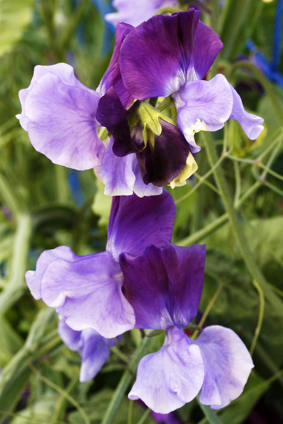 North Shore Sweet Pea seeds online shopping