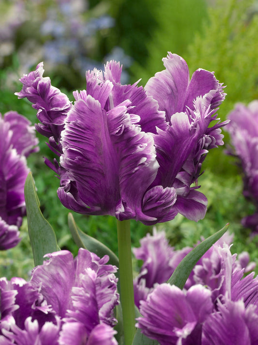 Mysterious Parrot Tulip Bulbs