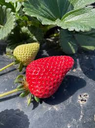 Victor Short Day Strawberry