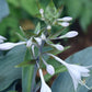 Plum Creek Hosta Plants online shopping