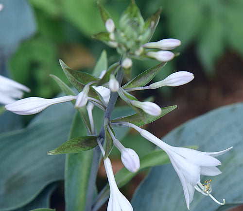 Plum Creek Hosta Plants online shopping