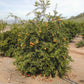 Nippon Orangequat Budwood citrus plant material online shopping