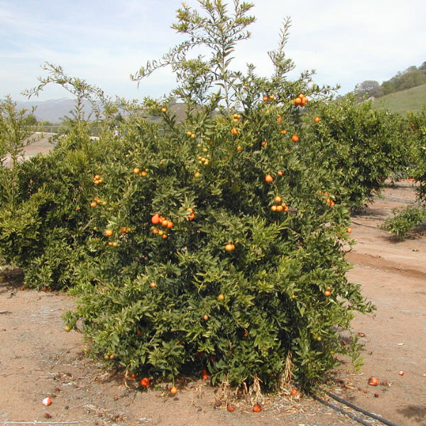 Nippon Orangequat Budwood citrus plant material online shopping