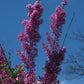 Lilac Sunday Rouen Lilac lilac plant online shopping