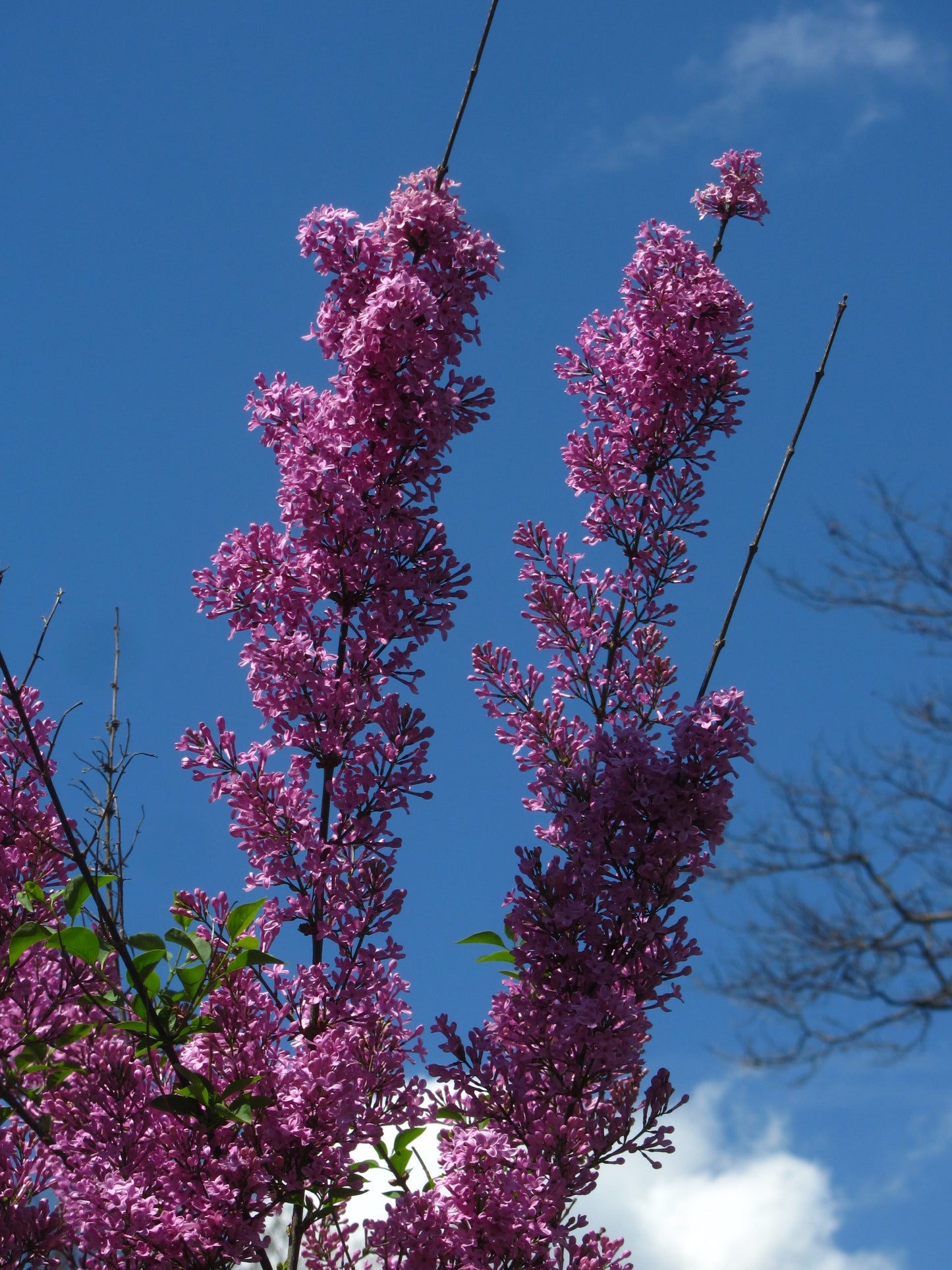Lilac Sunday Rouen Lilac lilac plant online shopping
