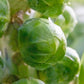 Igor Organic Brussels Sprout