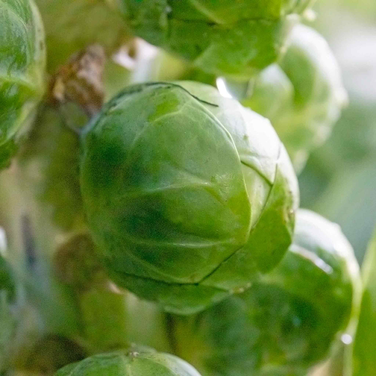 Igor Organic Brussels Sprout