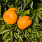 Avana Apireno Mandarin Budwood citrus plant material online shopping