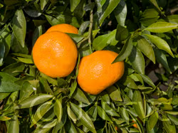 Avana Apireno Mandarin Budwood citrus plant material online shopping