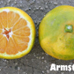 Armstrong Satsuma Mandarin Budwood citrus plant material online shopping