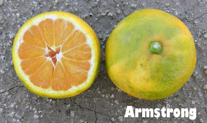 Armstrong Satsuma Mandarin Budwood citrus plant material online shopping