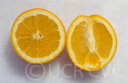 Dream Navel Orange Budwood citrus plant material online shopping