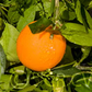 Bahianinha Araras Navel Orange Budwood citrus plant material online shopping