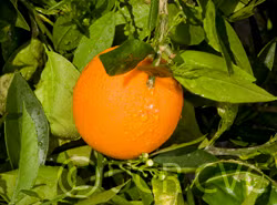 Bahianinha Araras Navel Orange Budwood citrus plant material online shopping
