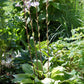 Designer Genes Hosta Plants online shopping