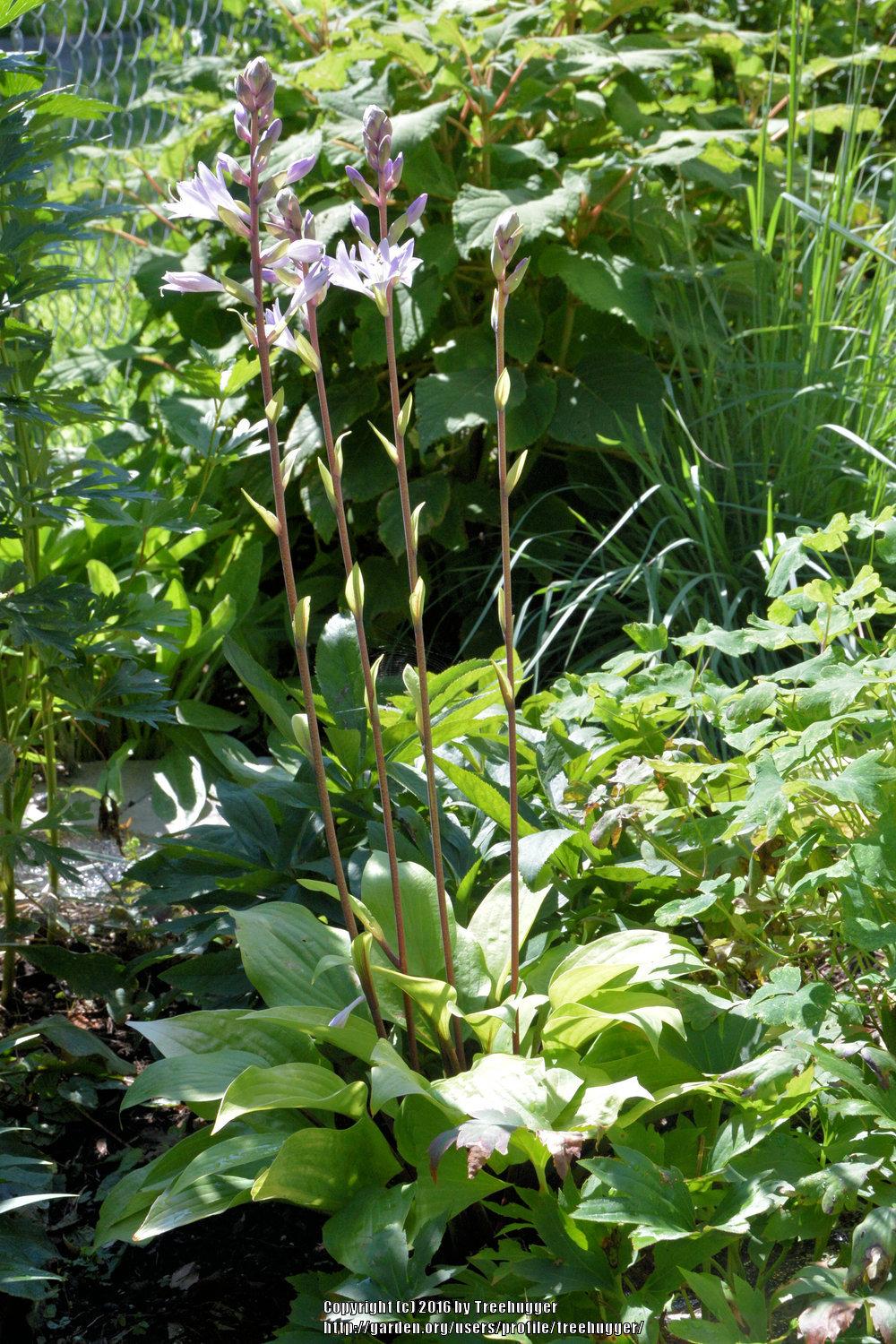 Designer Genes Hosta Plants online shopping