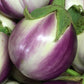 Rosa Bianca Aubergine