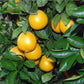 Skaggs Bonanza Navel Orange Budwood citrus plant material online shopping