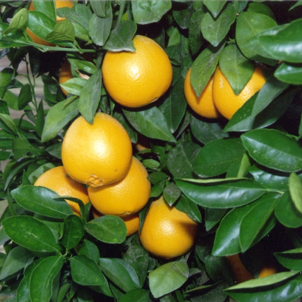 Skaggs Bonanza Navel Orange Budwood citrus plant material online shopping
