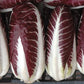 TVG1 Chicory