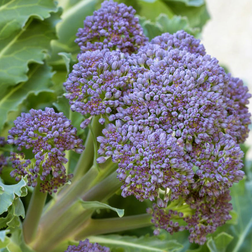 Summer Purple Broccoli Seeds online shopping