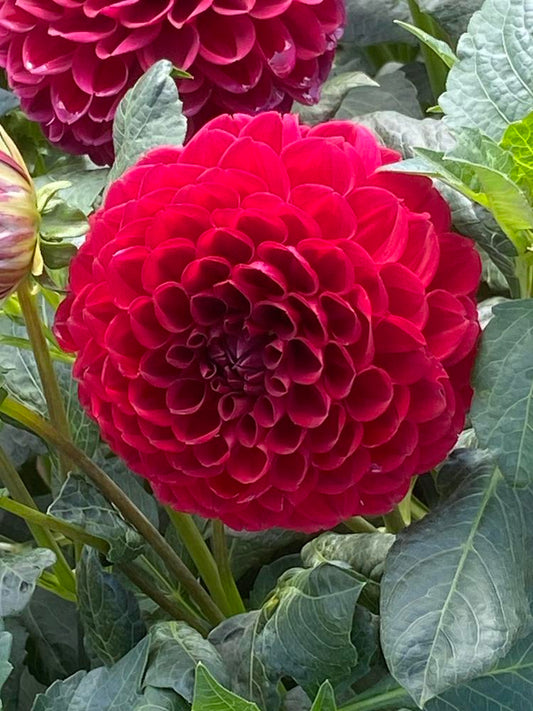 Swiftie Dahlia