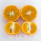 Fortune Mandarin Budwood citrus plant material online shopping