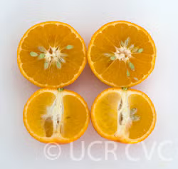 Fortune Mandarin Budwood citrus plant material online shopping