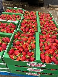 Marys Peak Short Day Strawberry