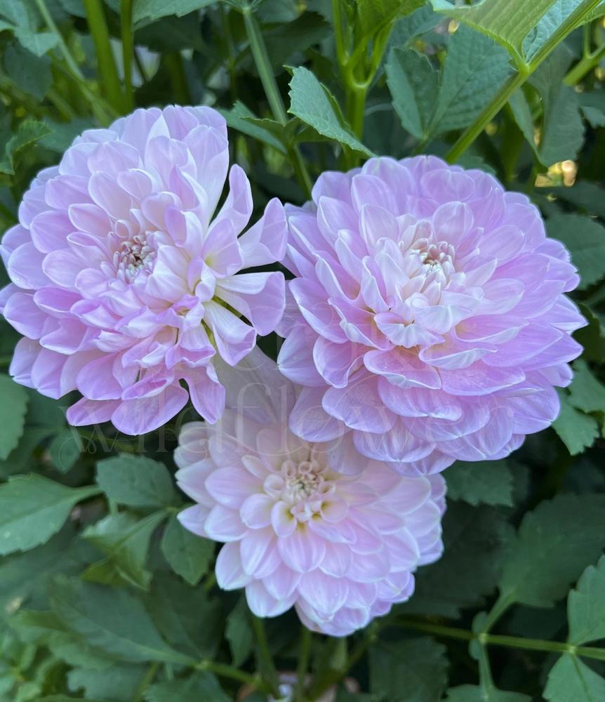 Marionberry Milkshake Dahlia