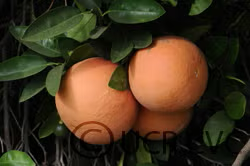 Rio Red Grapefruit Budwood