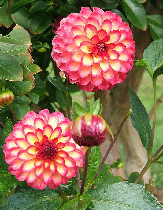 Raz Ma Taz Dahlia