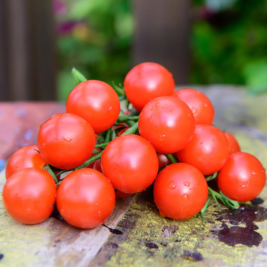 Red Robin Tomato Seeds online shopping
