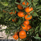 USDA 6-15-150 Mandarin Budwood citrus plant material online shopping