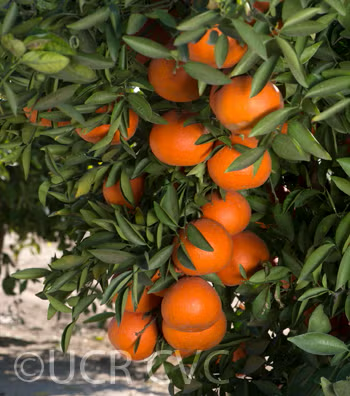 USDA 6-15-150 Mandarin Budwood citrus plant material online shopping