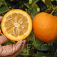 Standard Sour Orange Budwood citrus plant material online shopping