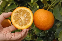 Standard Sour Orange Budwood citrus plant material online shopping