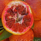 Amoa 8 Tangor Mandarin Budwood citrus plant material online shopping