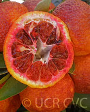 Amoa 8 Tangor Mandarin Budwood citrus plant material online shopping