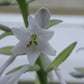 Yankee Blue Hosta Plants online shopping
