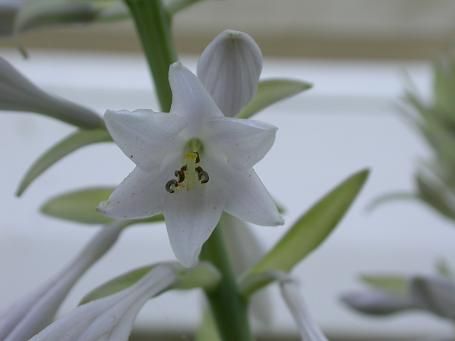 Yankee Blue Hosta Plants online shopping