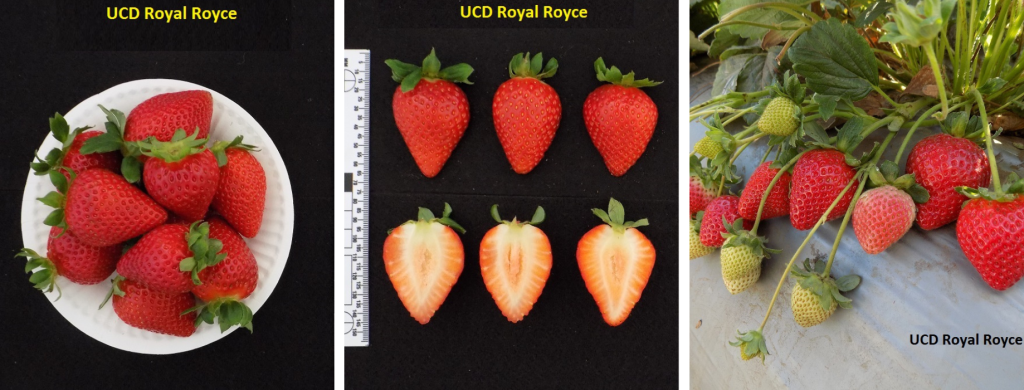 Royal Royce Day Neutral Strawberry