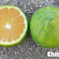 China S-7 Satsuma Mandarin Budwood citrus plant material online shopping