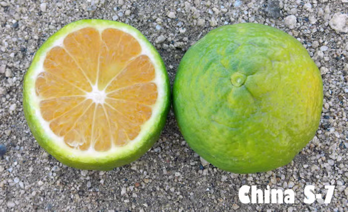 China S-7 Satsuma Mandarin Budwood citrus plant material online shopping