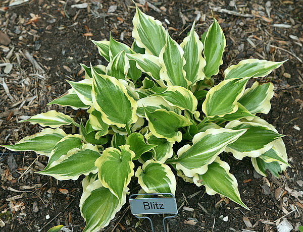 Blitz Hosta Plants online shopping