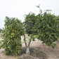 Dobashi Beni Satsuma Mandarin Budwood citrus plant material online shopping