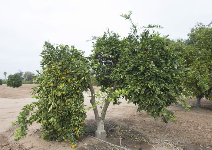 Dobashi Beni Satsuma Mandarin Budwood citrus plant material online shopping