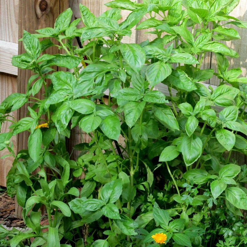 Nufar Organic Basil seeds online shopping