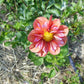 Giggles Dahlia